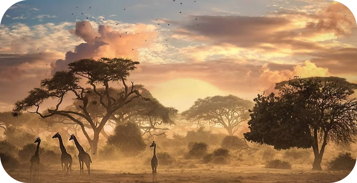 African savanna with giraffes at sunset